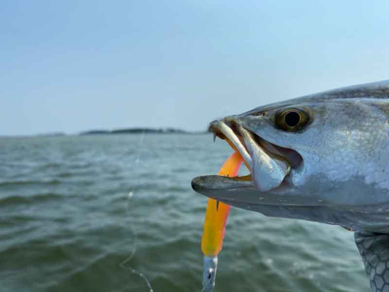speckled trout lure