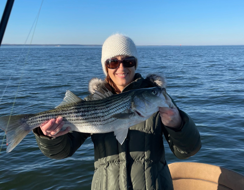 potomac river rockfish