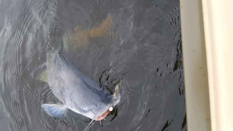 lower bay catfish