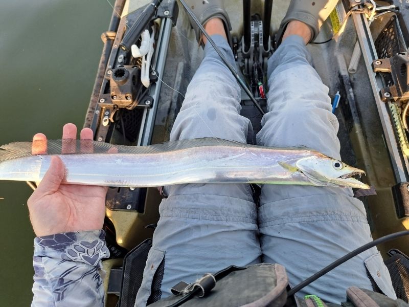 Cutlassfish fishing
