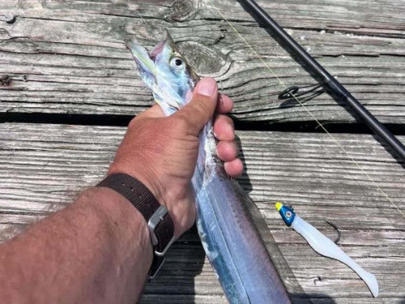 Cutlassfish fishing