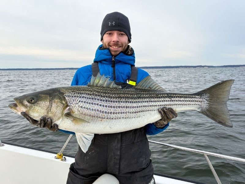 Trophy striped bass fishing Chesapeake Bay