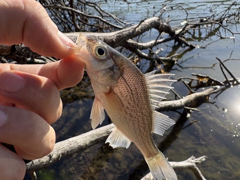 white perch fishing chesapeake bay