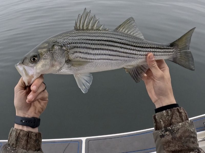 striped bass fishing chesapeake bay