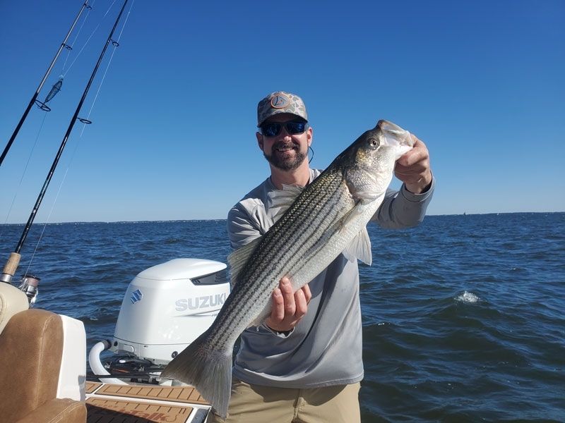 Striped bass fishing Chesapeake Bay
