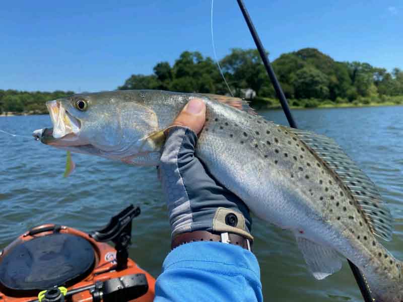 speckled trout in patuxent