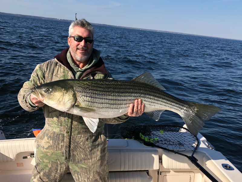 middle chesapeake rock fish