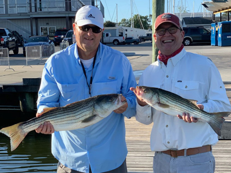 striped bass chesapeake bay