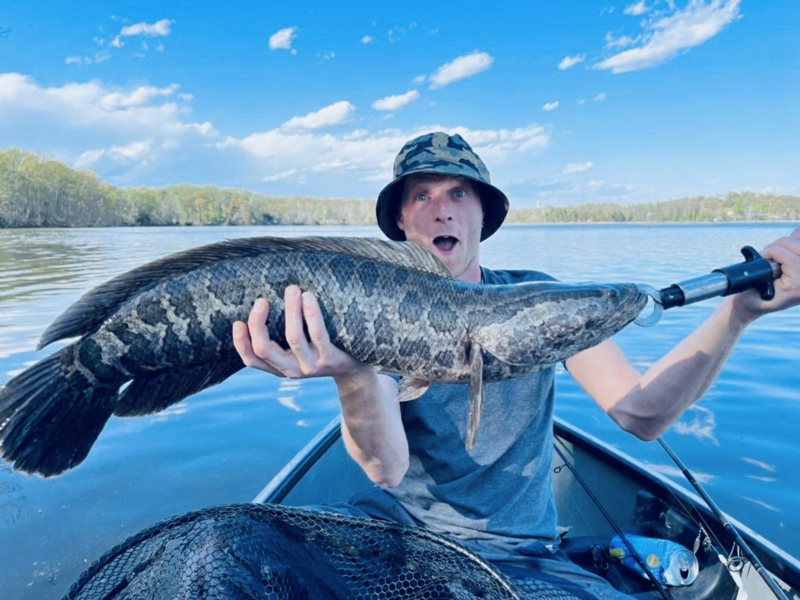 potomac snakehead