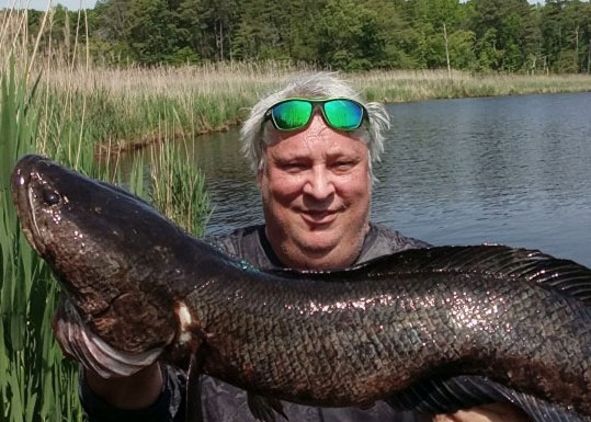 monster snakehead