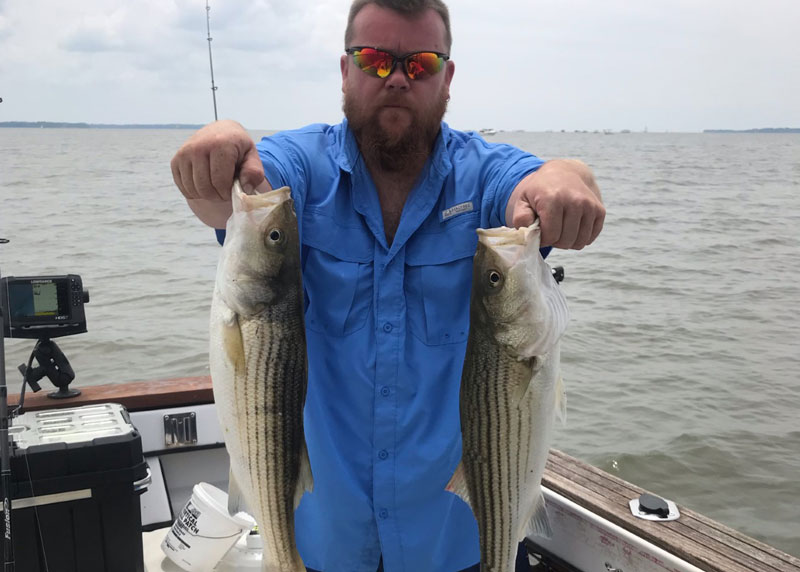 upper chesapeake stripers