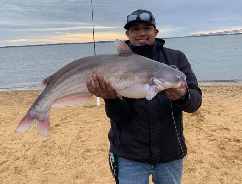 big blue catfish in the upper bay