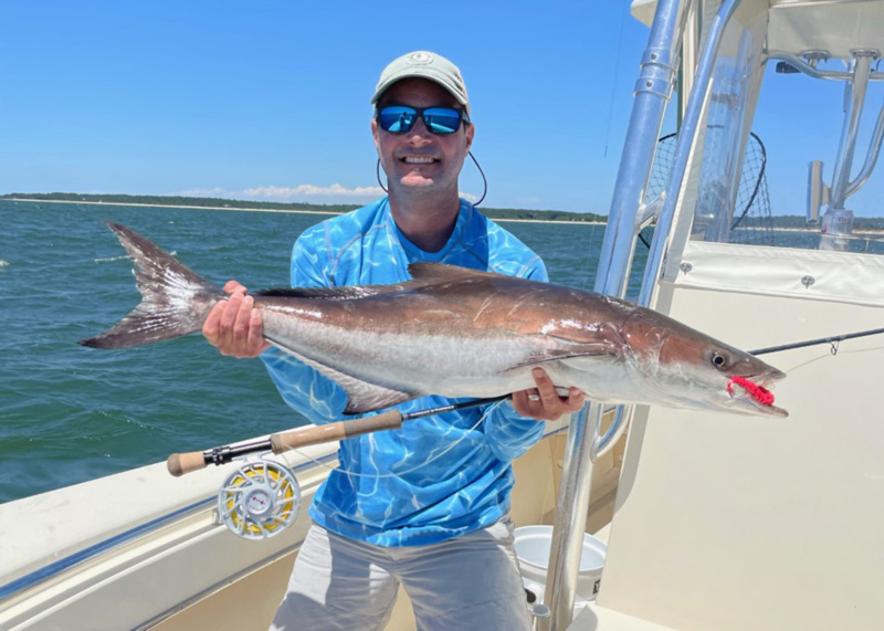 virginia cobia