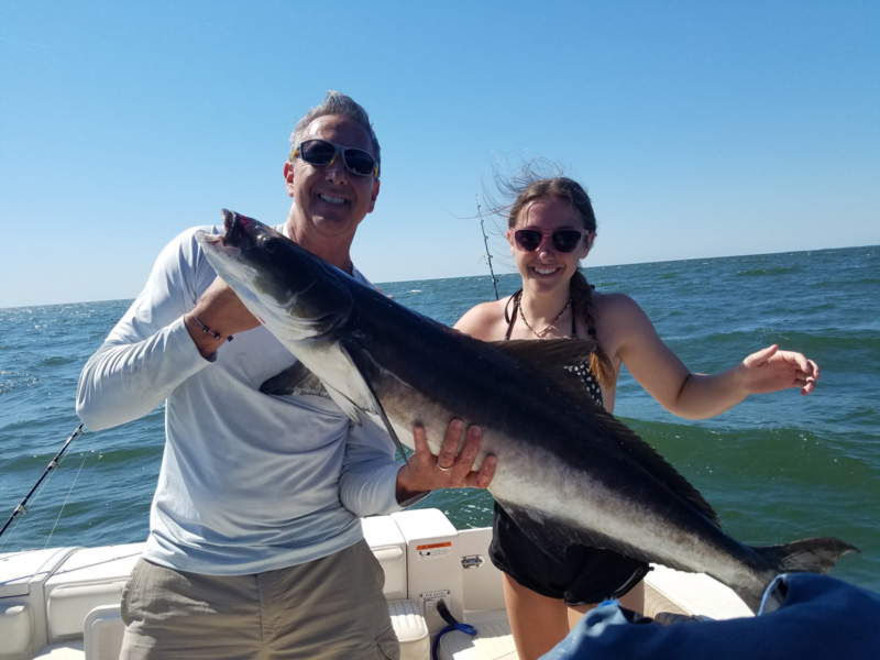 lower bay cobia fish