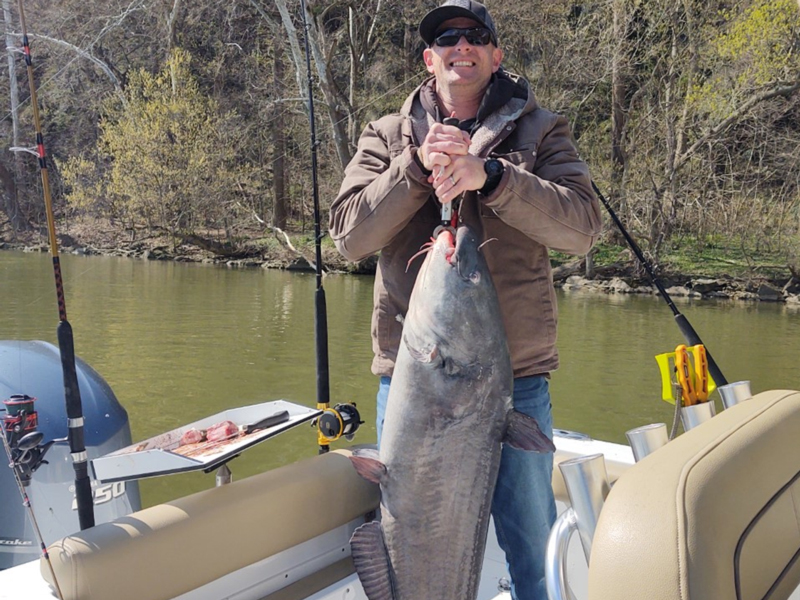 gigantic catfish