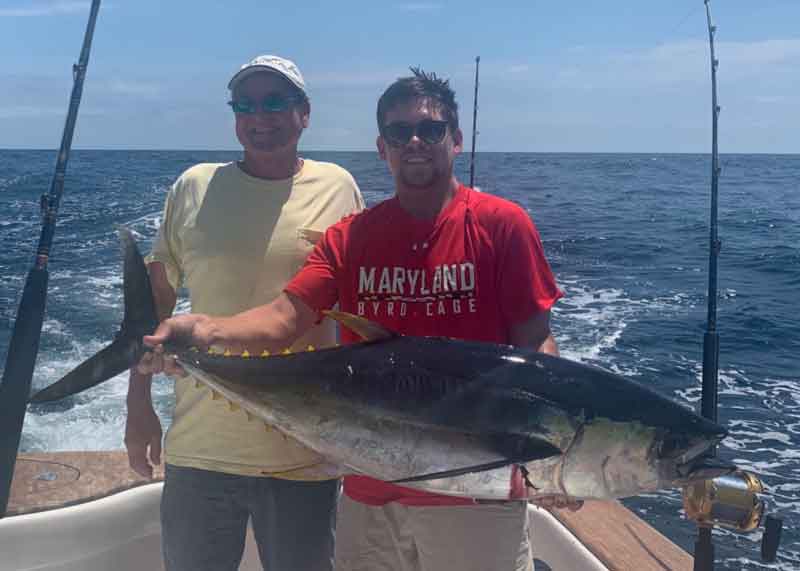 yellowfin tuna