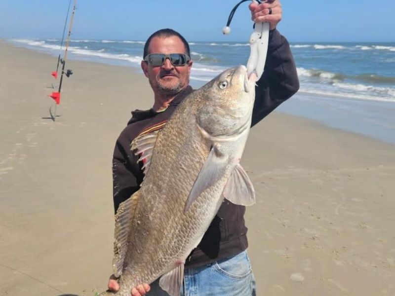 Black Drum surf fishing