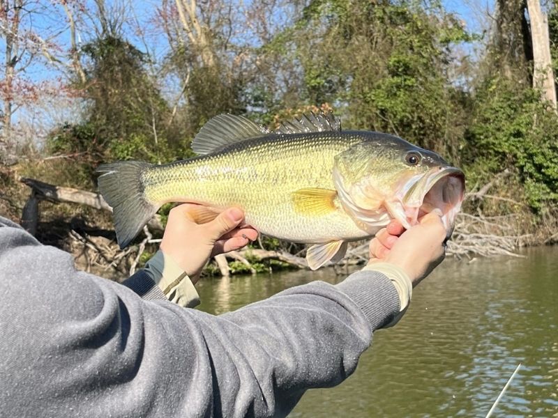 Largemouth bass winter fishing