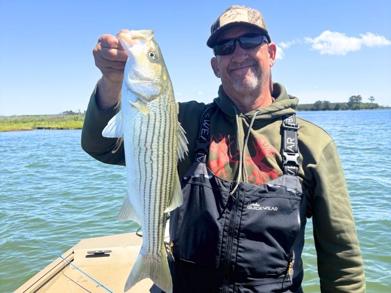 striped bass fishing Chesapeake Bay