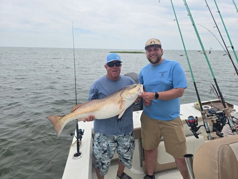 Bull red drum Chesapeake Bay
