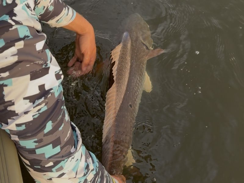 red drum fishing Chesapeake Bay