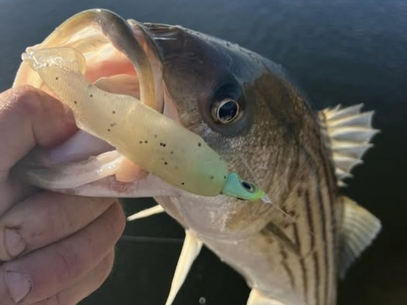 Striped bass fishing Chesapeake Bay