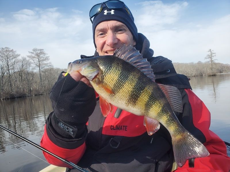 yellow perch fishing chesapeake bay