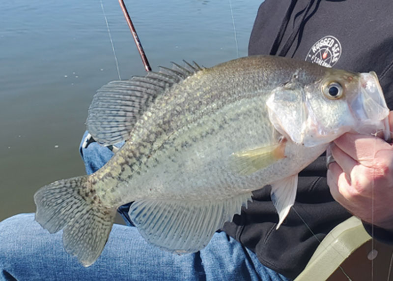 crappie in the rivers