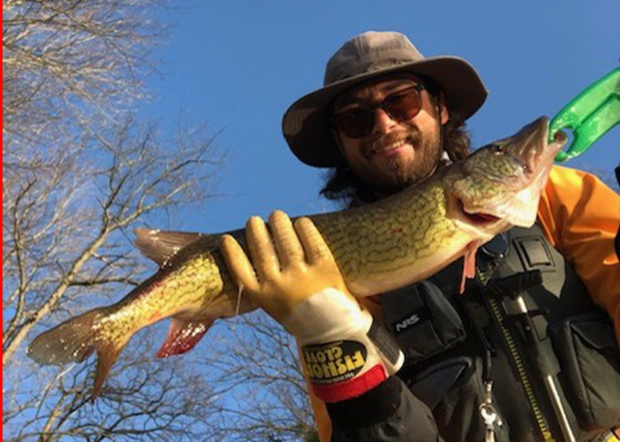 another huge pickerel