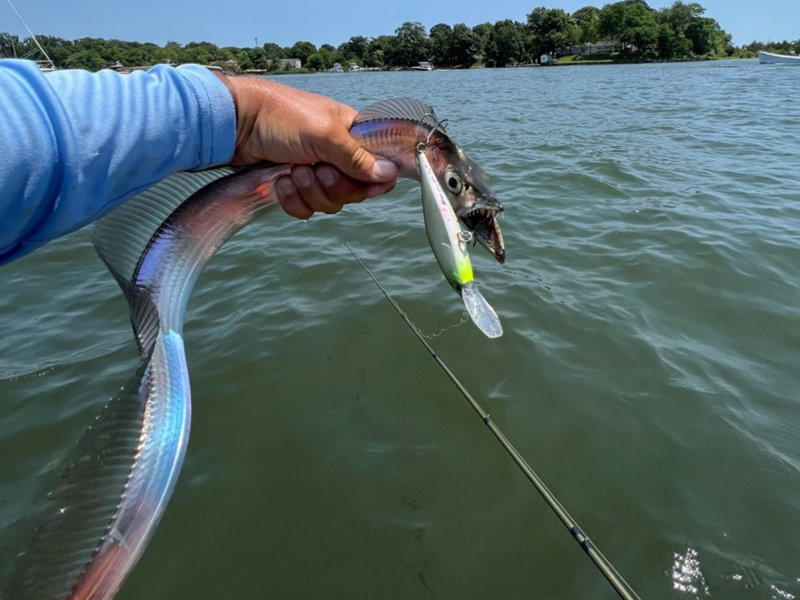 ribbonfish in the bay