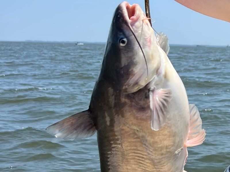 Blue catfish fishing 