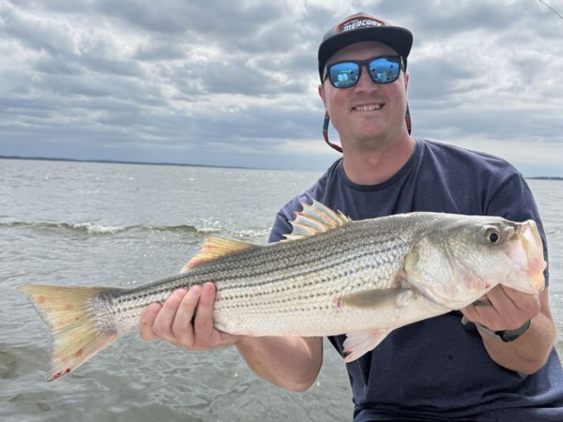 Striped bass fishing Chesapeake Bay