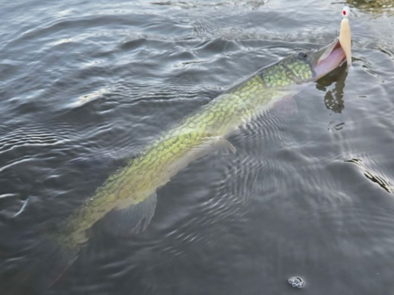 pickerel fishing chesapeake bay