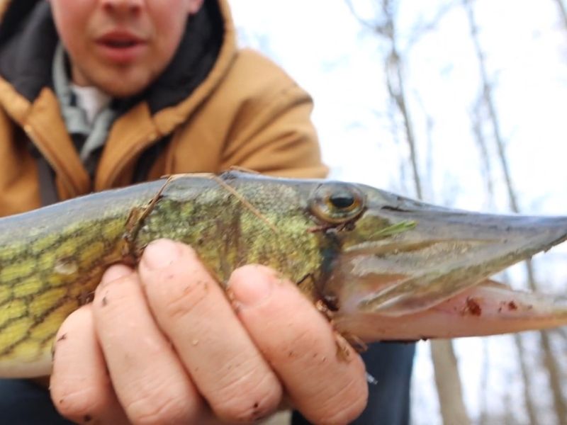 Pickerel fishing chesapeake bay