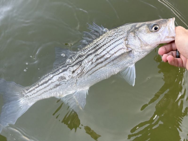 striped bass fishing chesapeake bay