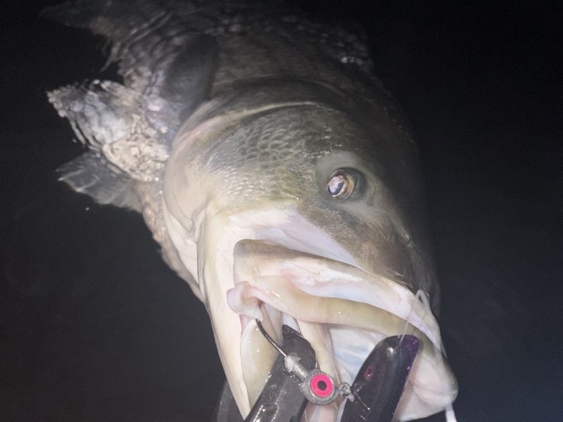 Striped bass fishing Chesapeake Bay