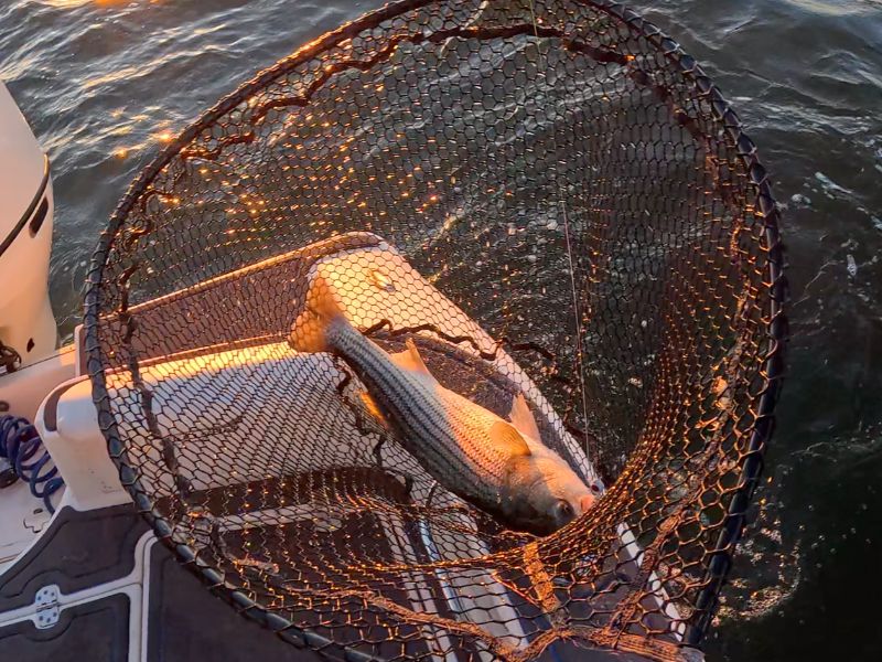 Striped bass fishing Chesapeake Bay