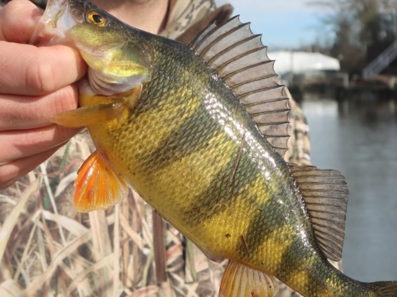 yellow perch fishing chesapeake bay