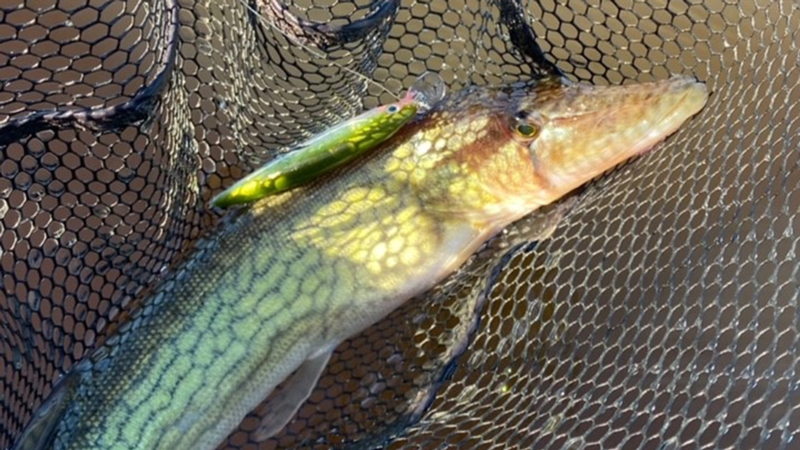 pickerel on a jerk bait