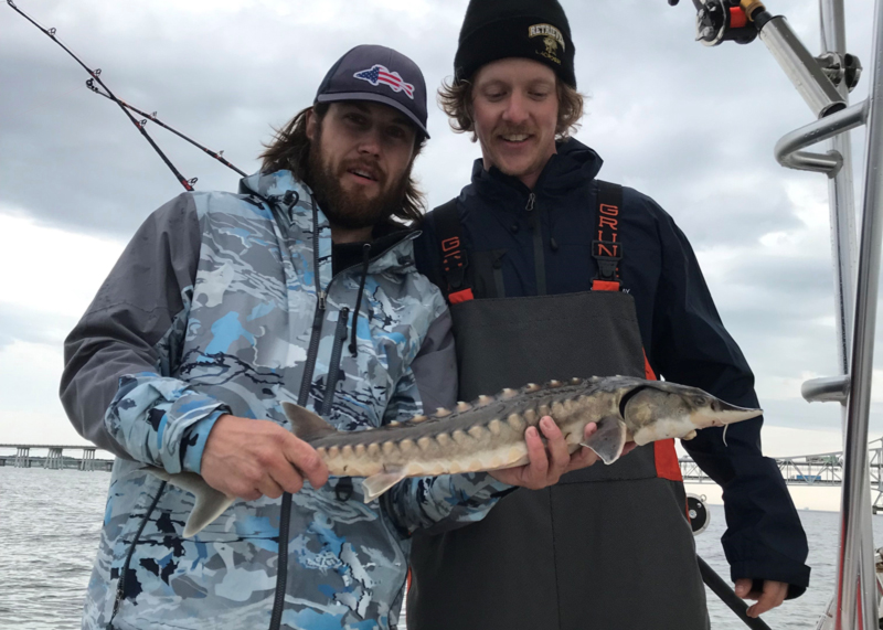 sturgeon caught in bay