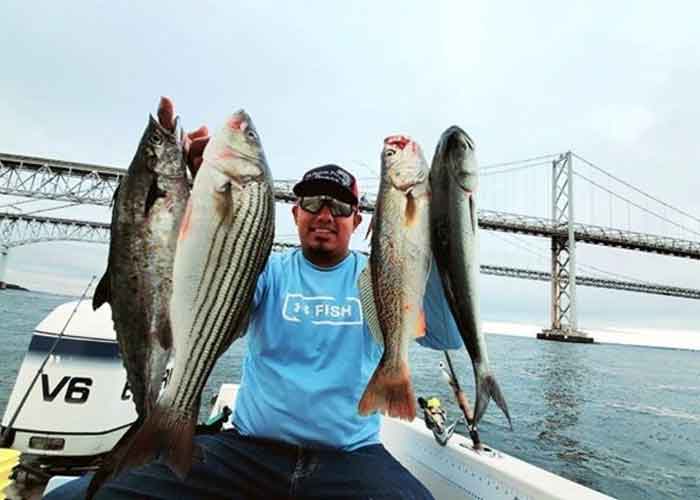 upper chesapeake bay fishing report