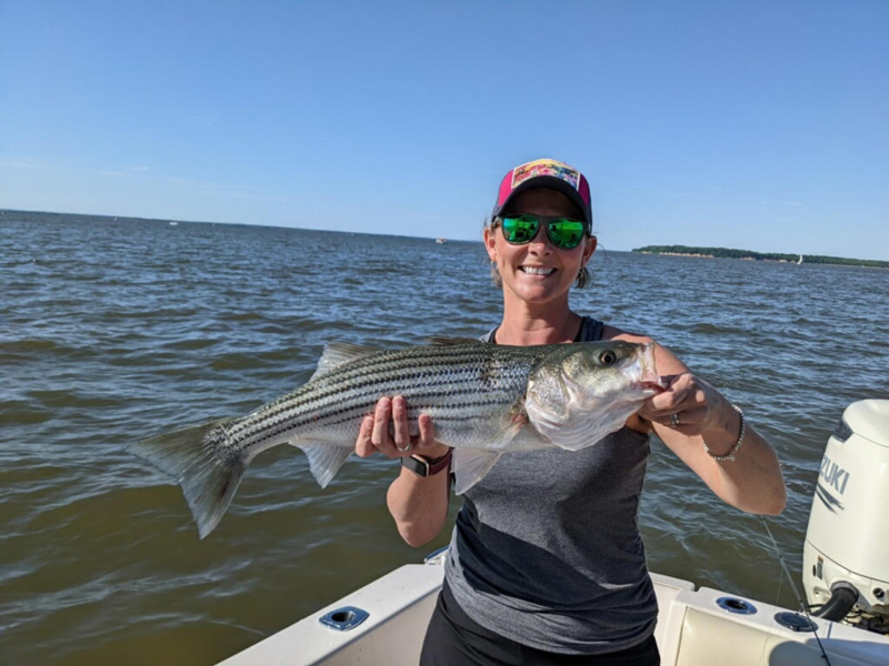 chesapeake angler with a rockfish