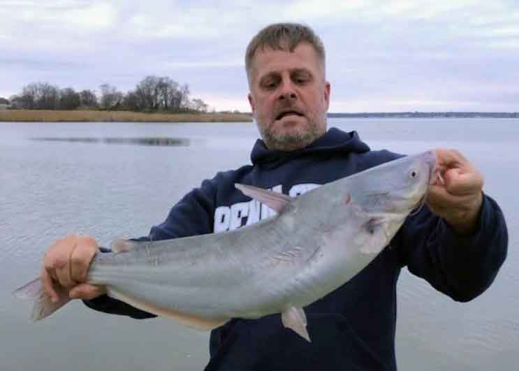 blue catfish catch