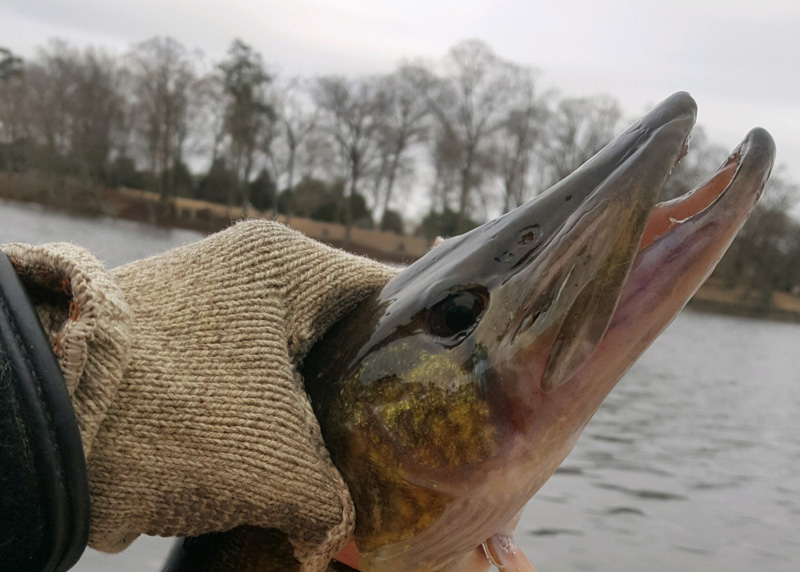 pickerel fish