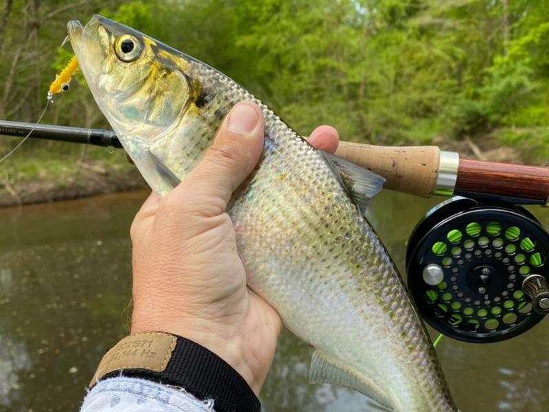 fishing for shad