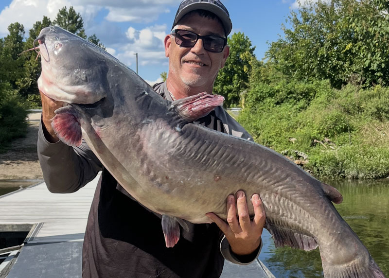 big blue catfish