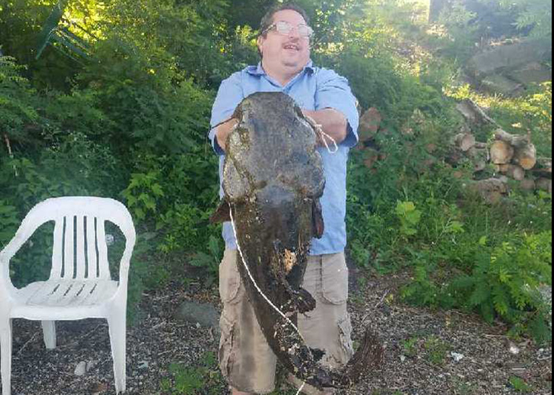 huge flathead catfish