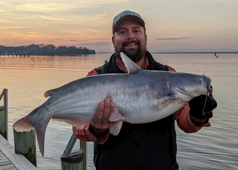 big catfish up north