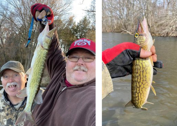 pickerel in northeast river