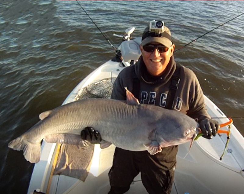 huge catfish up north in the gunpowder river